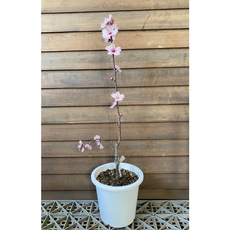 アーモンド 接木 ピンク花 花も実も楽しめます 落葉樹 アーモンド 接木