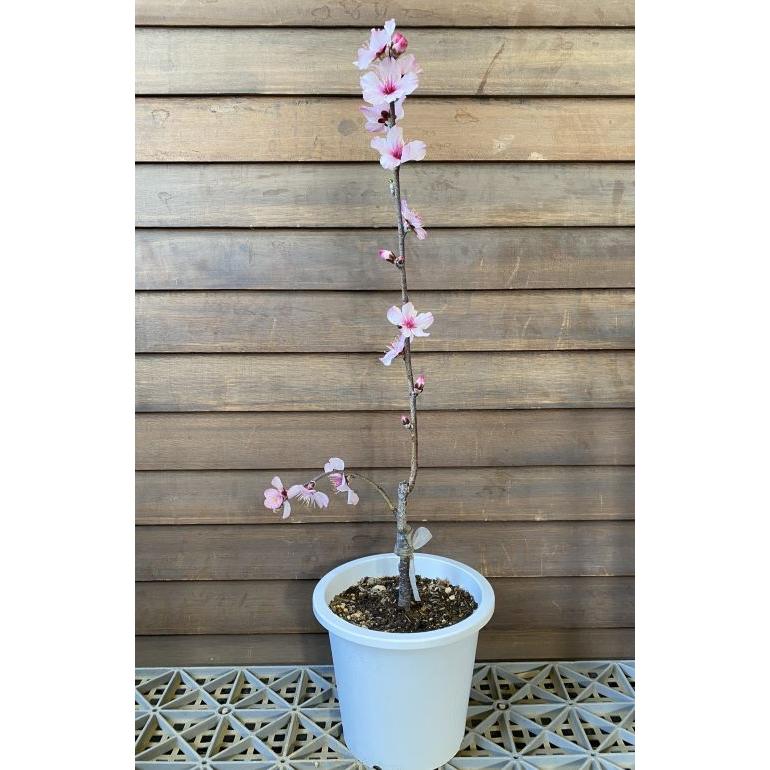 5寸鉢植え アーモンド（接ぎ木苗） ：果樹苗 苗 苗木 : 日本花卉