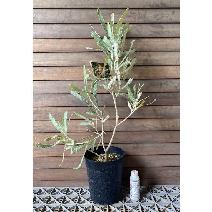 バンクシア メンジーシー 6寸鉢植え : 日本花卉ガーデンセンターYahoo