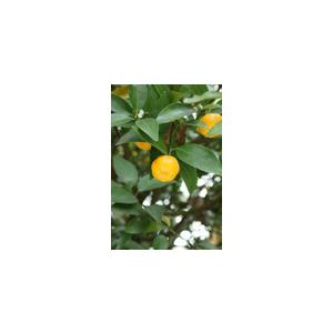 ヤマトタチバナ （大和橘） ：果樹苗 日本橘 倭橘 柑橘苗 苗木 接木 苗