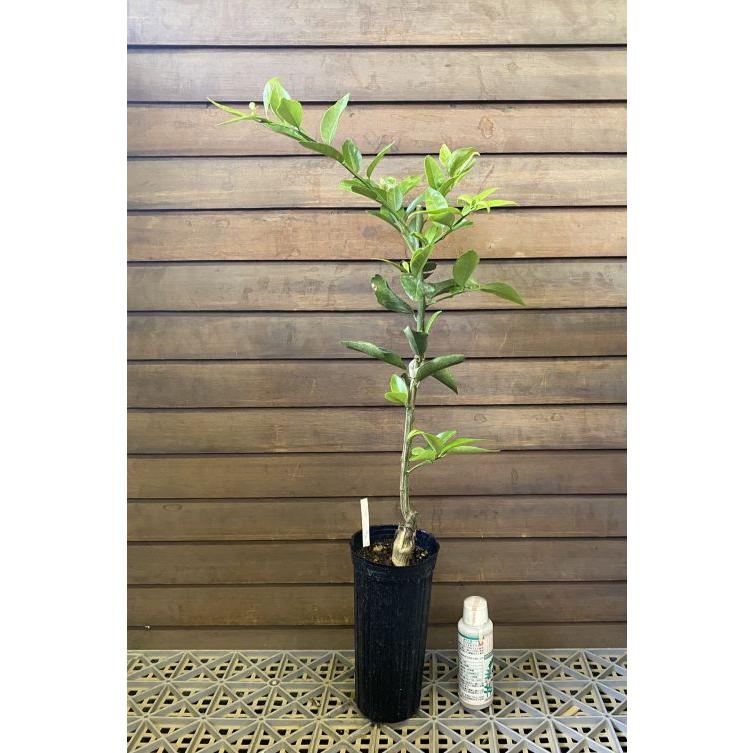 ヤマトタチバナ （大和橘） ：果樹苗 日本橘 倭橘 柑橘苗 苗木 接木 苗