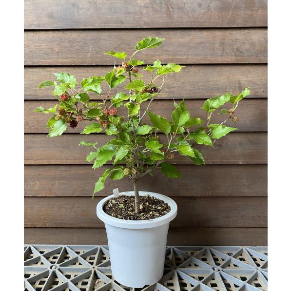 雲南マルベリー（4寸鉢植え） ：果樹苗 桑の木 1本で実がなります