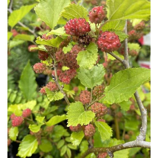 雲南マルベリー（4寸鉢植え） ：果樹苗 桑の木 1本で実がなります