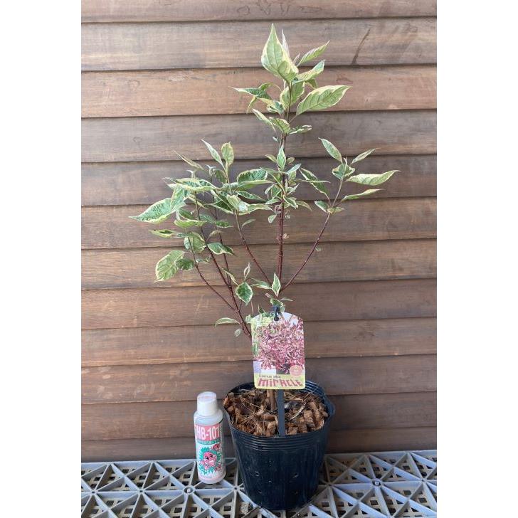 コロヌス アルバ ミラクル PVP （斑入り葉サンゴミズキ、斑入り葉珊瑚