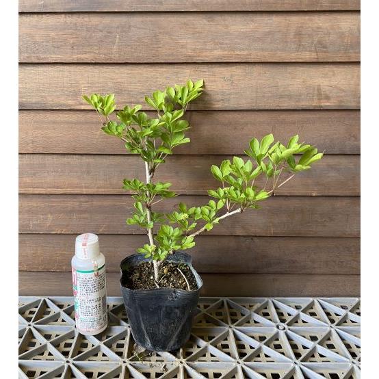 トゲナシヒメウコギ 駿河路 棘無し （姫うこぎ）：果樹苗 姫ウコギ 姫