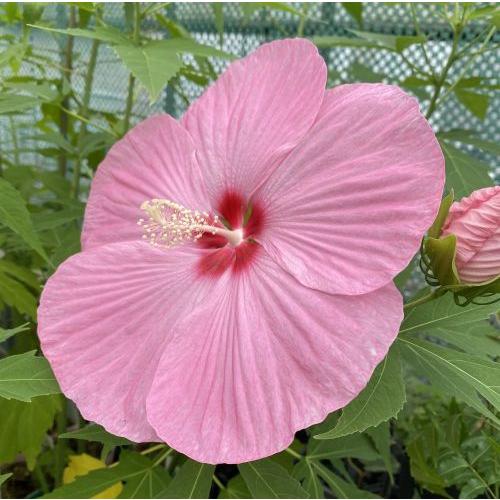 タイタンビカス カシオペア ポット植え 苗 苗木 : 日本花卉ガーデン