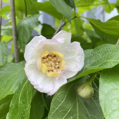 大株 ナツロウバイ（夏蝋梅）夏ロウバイ 6寸鉢植え 苗 苗木 : 日本
