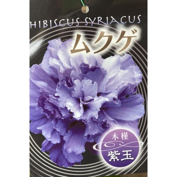 大株 ムクゲ 紫玉 （濃紫色八重咲き）＊樹高80〜100センチ程度