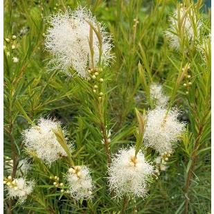 メラレウカ スノーインサマー（5寸ポット植え）樹高60〜80センチ程度