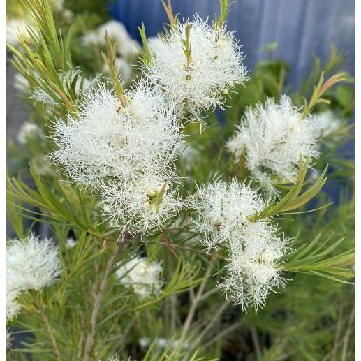 【花苗】メラレウカ　スノーインサマー　① 5号鉢　メルカリ便発送 園芸ネット本店｜メラレウカ：スノーインサマー8号ポット の通販【公式】