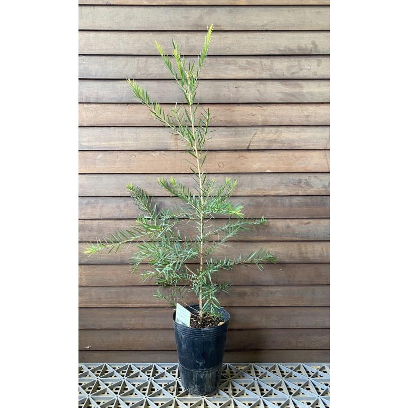 メラレウカ スノーインサマー（5寸ポット植え）樹高60〜80センチ程度