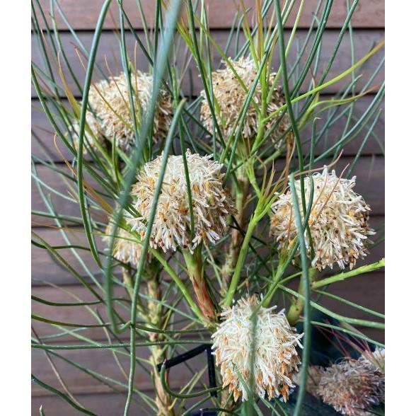 ペトロフィル エリシフォリア 5寸鉢植え 写真は花が付いてい ペトロフィル エリシフォリア 5寸鉢植え 写真は花が付いてい