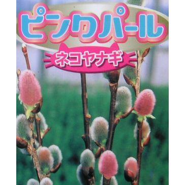 5寸鉢植え ピンクパールネコヤナギ 猫柳 苗 苗木 : 日本花卉ガーデン
