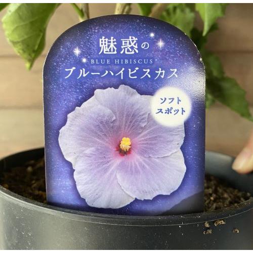 ハイビスカス ソフトスポット（5寸鉢植え） : 日本花卉ガーデン