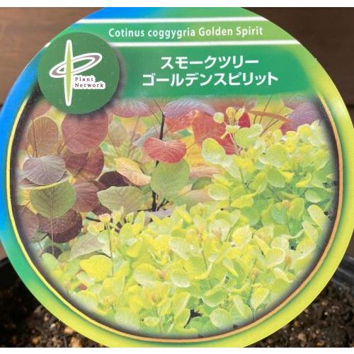 スモークツリー ゴールデンスピリット 6寸ポット植え PVP 苗 苗木 煙