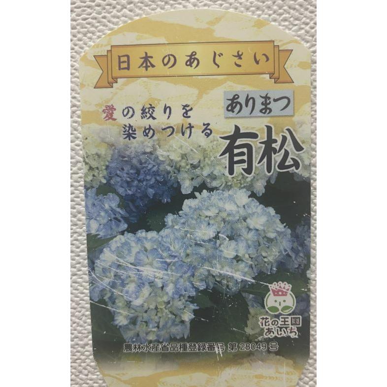 アジサイ 有松 ：紫陽花 ありまつ ＊PVP : 日本花卉ガーデンセンター