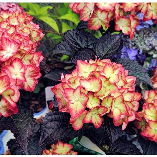 アジサイ　ライトマイファーヤー　　：紫陽花（Yahoo!・日本花卉ガーデンセンターYahoo!店）