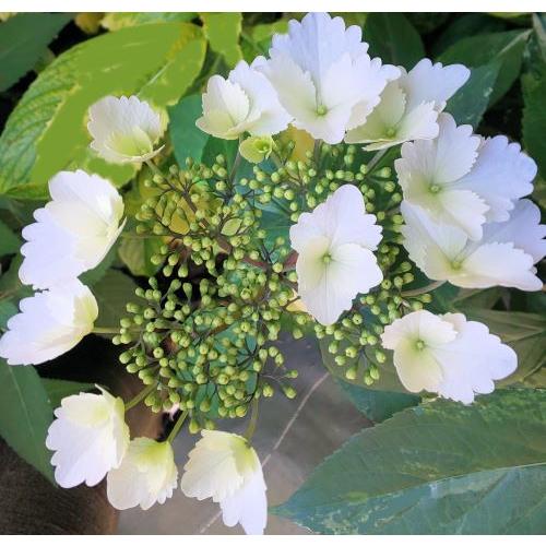 冬紫 陽花様 冬アジサイ ：紫陽花 冬紫陽花 フユアジサイ : 日本花卉ガーデン