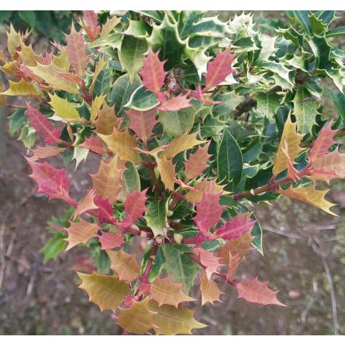 ヒイラギ 紫艶 （柊）ポット苗 : 日本花卉ガーデンセンターYahoo!店