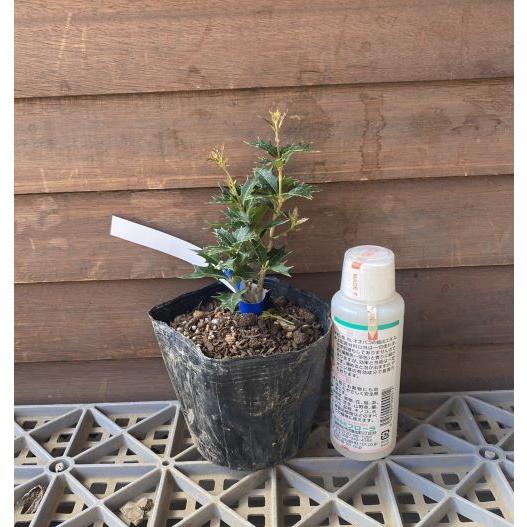 ヒイラギ 紫艶 （柊）ポット苗 : 日本花卉ガーデンセンターYahoo!店