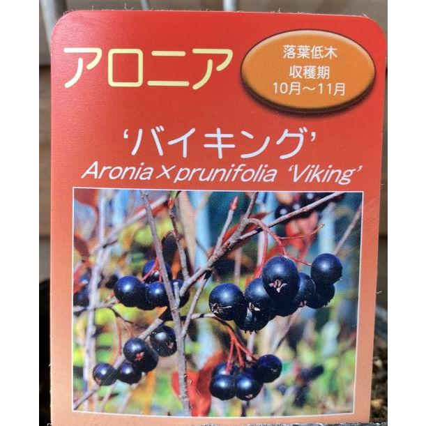 アロニア バイキング チョコレートベリー（チョコベリー）：果樹苗