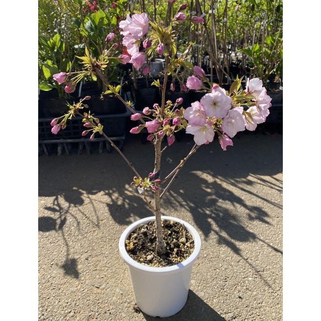 一才桜（旭山桜） 桜 盆栽 5寸鉢植え 桜の鉢植え テーブル桜 旭山