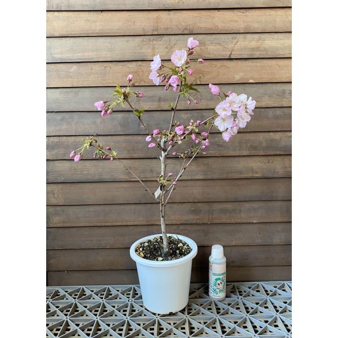 一才桜（旭山桜） 桜 盆栽 5寸鉢植え 桜の鉢植え テーブル桜 旭山