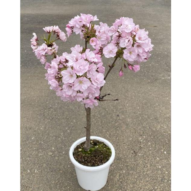 一才桜（旭山桜） 桜 盆栽 5寸鉢植え 桜の鉢植え テーブル桜 旭山