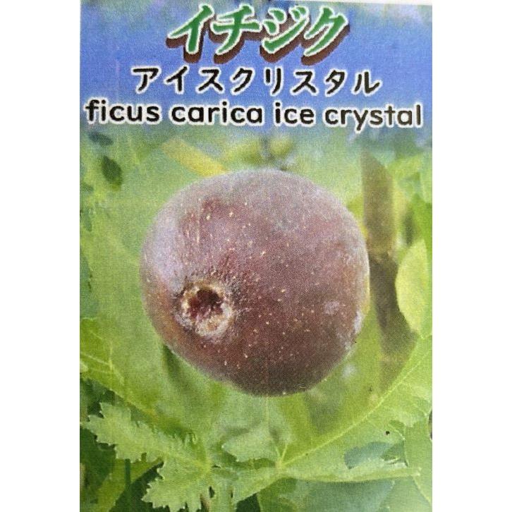 イチジク苗 いちじくの木 アイスクリスタル（イチジク）：果樹苗 4寸