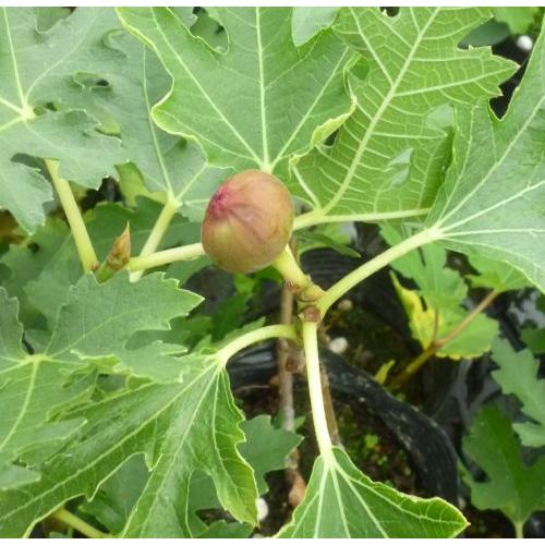 イチジク苗 いちじくの木 アイスクリスタル（イチジク）：果樹苗 4寸