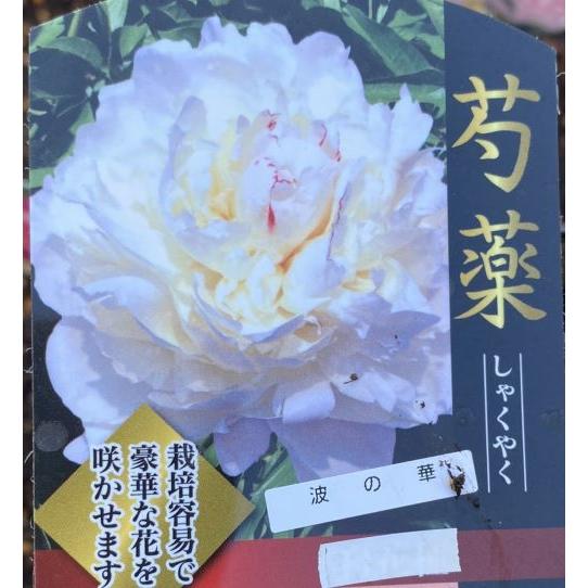 芍薬（シャクヤク） 波の華 : 日本花卉ガーデンセンターYahoo!店