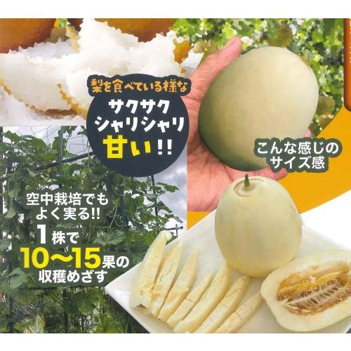 4月中旬以降発送予定】まるかじりできる梨メロン 2ポット 野菜 苗