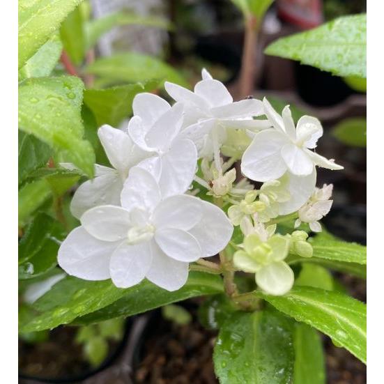 コガクウツギ 花笠 ：紫陽花 八重咲きコガクウツギ 花笠ウツギ : 日本