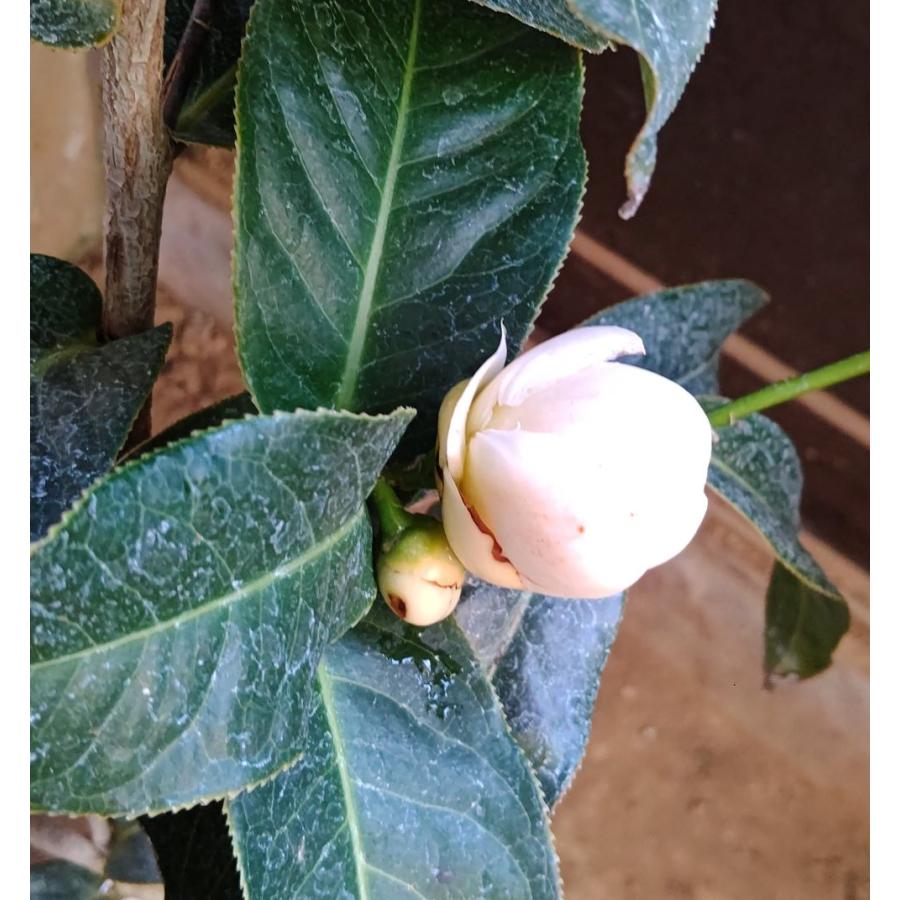 大株 ベトナムの椿 ハイドゥン 白花 6寸鉢植え ：椿（ツバキ