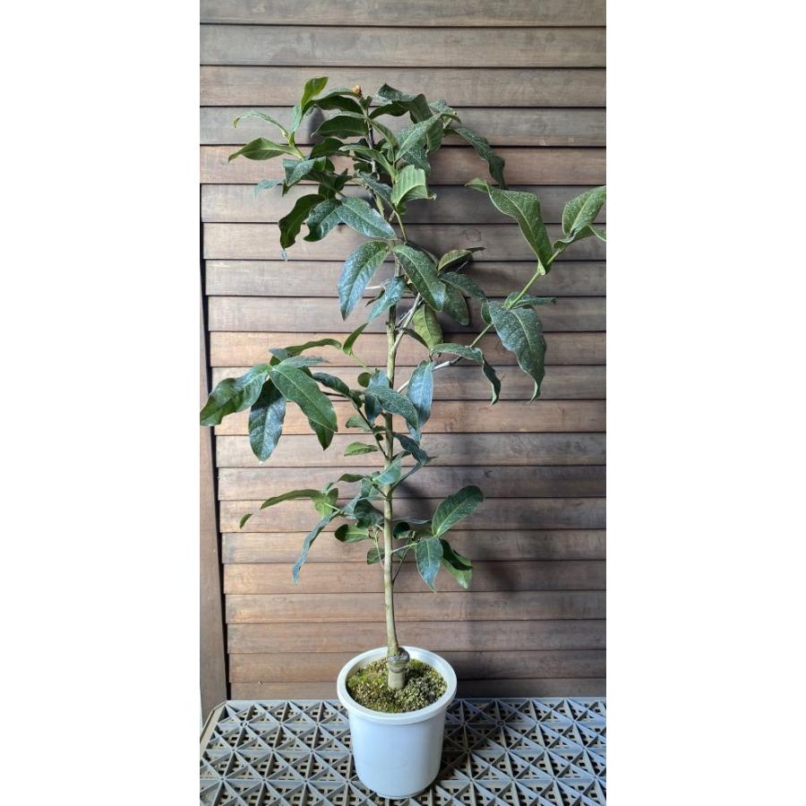 大株 ベトナムの椿 ハイドゥン 白花 6寸鉢植え ：椿（ツバキ