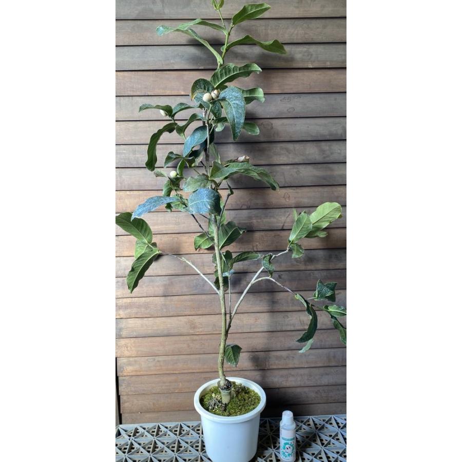 大株 ベトナムの椿 ハイドゥン 白花 6寸鉢植え ：椿（ツバキ