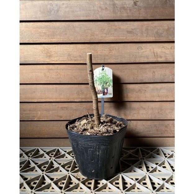 イチジク苗 いちじくの木 リトルミスフィギー PVP ：果樹苗（いちじく