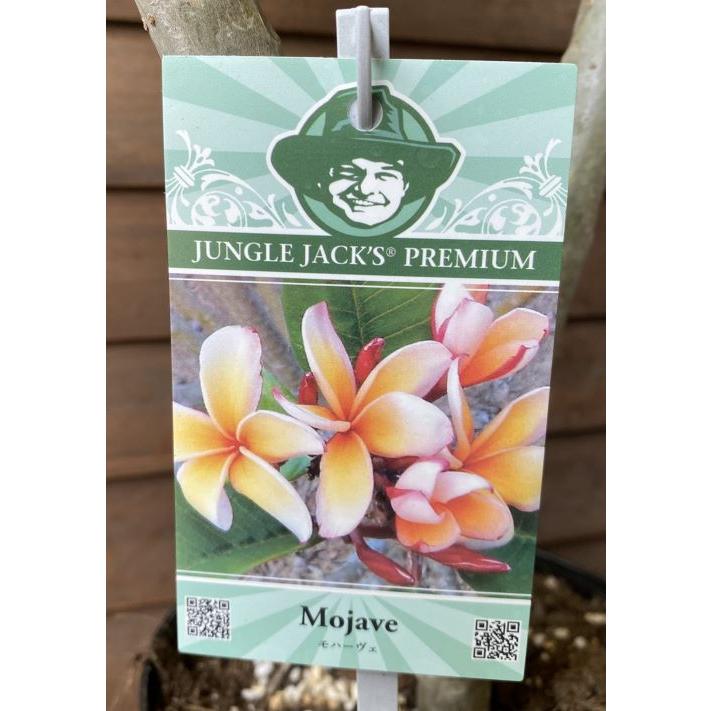 花終わり プルメリア（モハーヴェ） 5号鉢 : 日本花卉ガーデンセンター