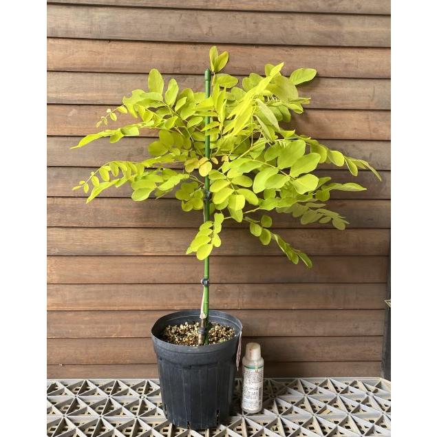 黄金葉ニセアカシア フリーシア 6寸鉢植え 接木 : 日本花卉ガーデン