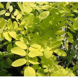 黄金葉ニセアカシア フリーシア 6寸鉢植え 接木 : 日本花卉ガーデン