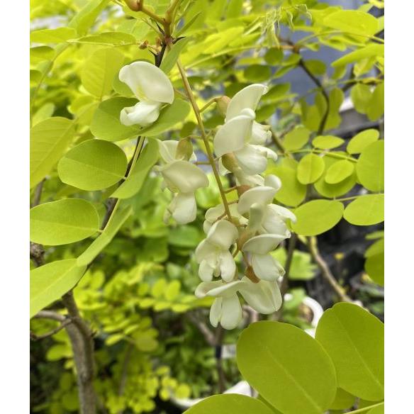 黄金葉ニセアカシア フリーシア 6寸鉢植え 接木 : 日本花卉ガーデン