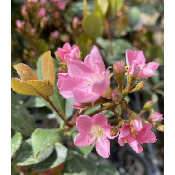 紅花シャリンバイ（ベニバナシャリンバイ） 5寸ポット植え 苗 苗木