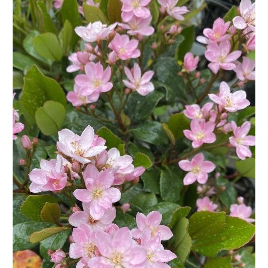 紅花シャリンバイ（ベニバナシャリンバイ） 5寸ポット植え 苗 苗木