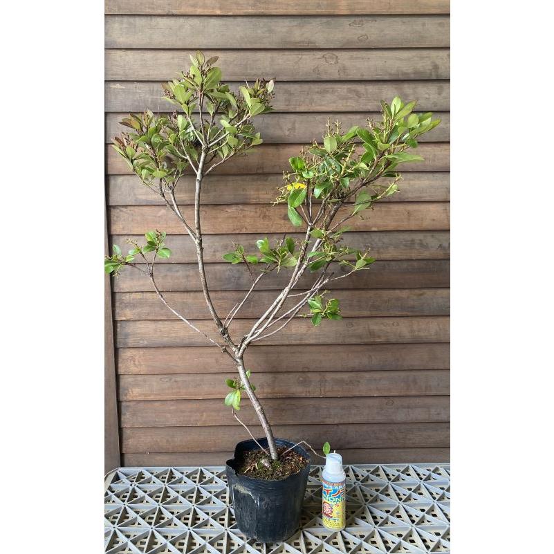 紅花シャリンバイ（ベニバナシャリンバイ） 5寸ポット植え 苗 苗木