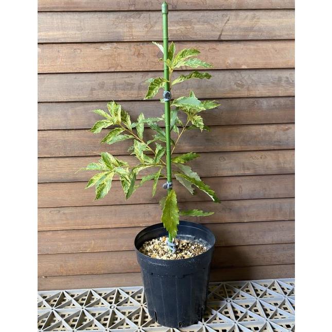 斑入り葉ミズナラ 北川錦 6寸鉢植え : 日本花卉ガーデンセンターYahoo