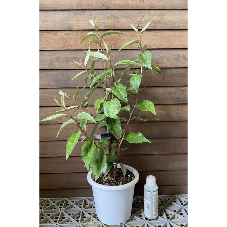 ナワシログミ（苗代グミ）5寸鉢植え 苗 苗木 ：果樹苗 : 日本花卉