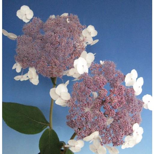 紫陽花や 紫陽花 アスペラ 紅旗 （半常緑アジサイ）：紫陽花 : 日本花卉ガーデン