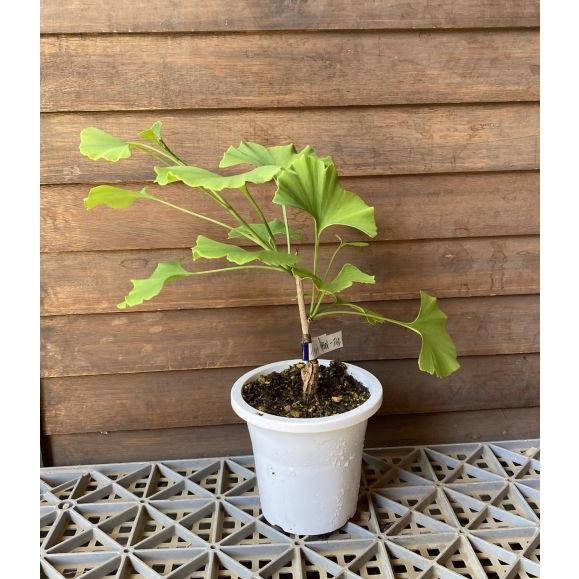 イチョウ 実成り 一才性 接木 4寸鉢植え 苗 苗木 銀杏 ギンナン