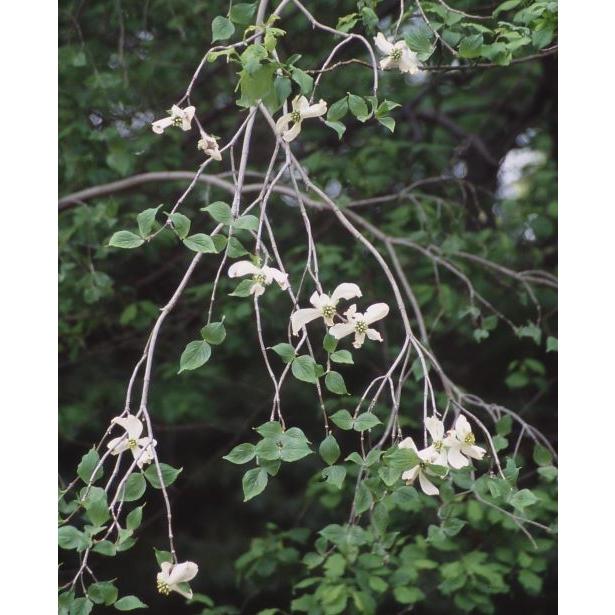 ハナミズキ 庭木 苗 花水木の木 シダレハナミズキ（枝垂れ花水木