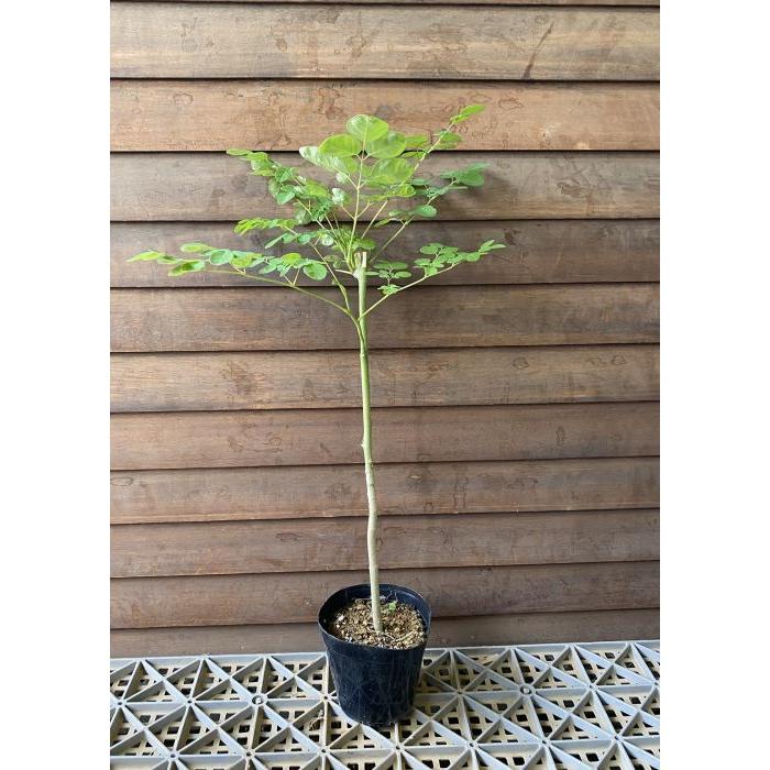 大株 モリンガ 1ポット 野菜 苗 珍しい もりんが 寒い時期は葉が枯れ